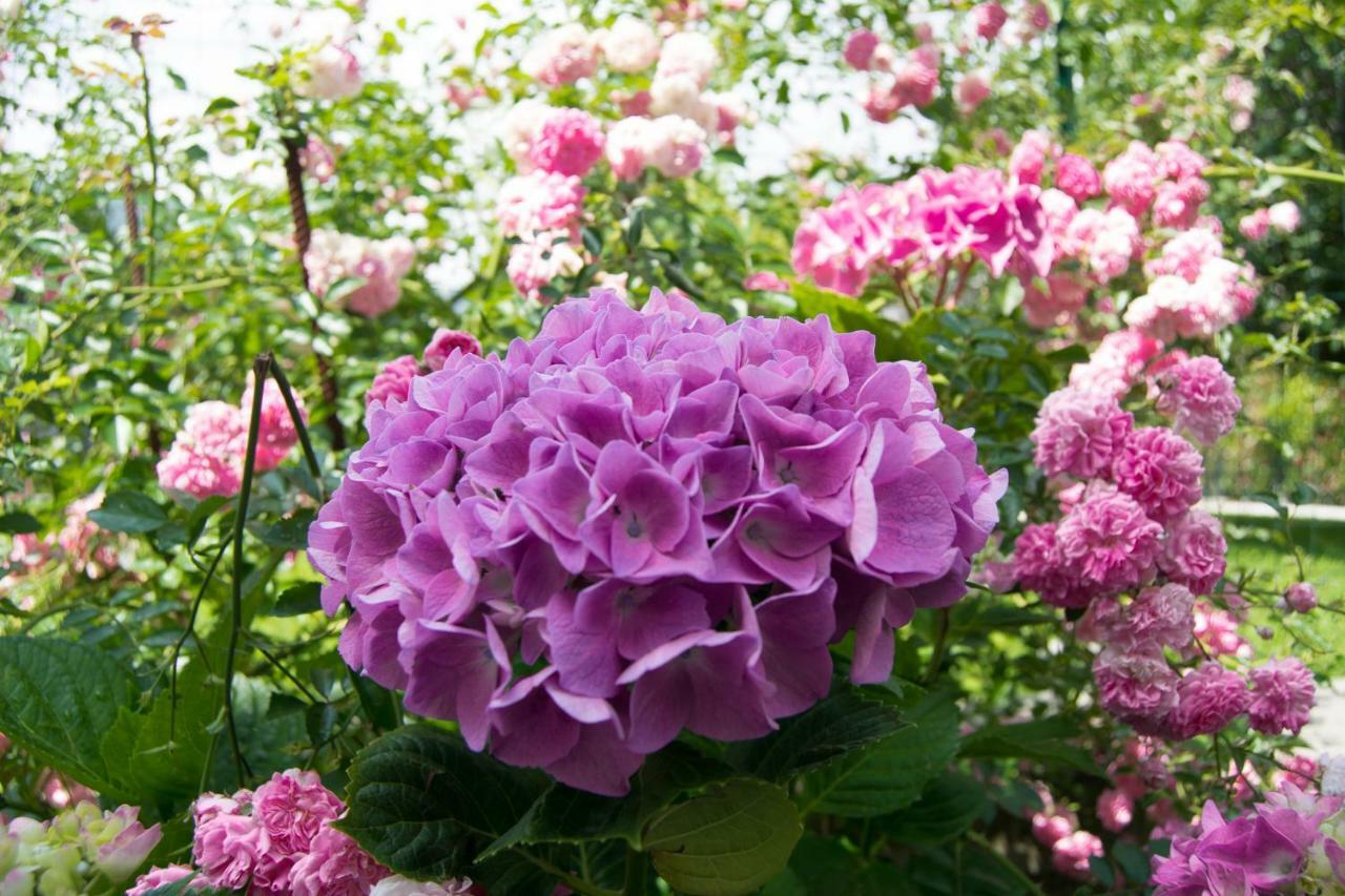 Giardino Delle Ortensie Cannobio Ngoại thất bức ảnh